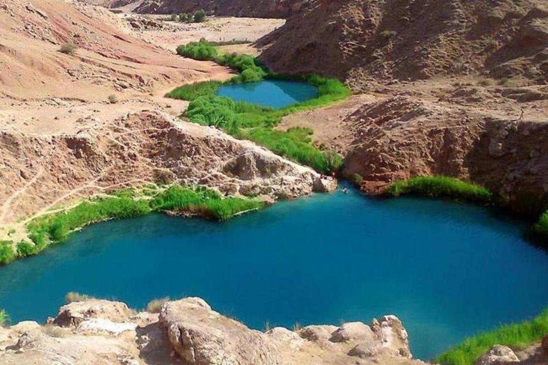 سیاه گاو