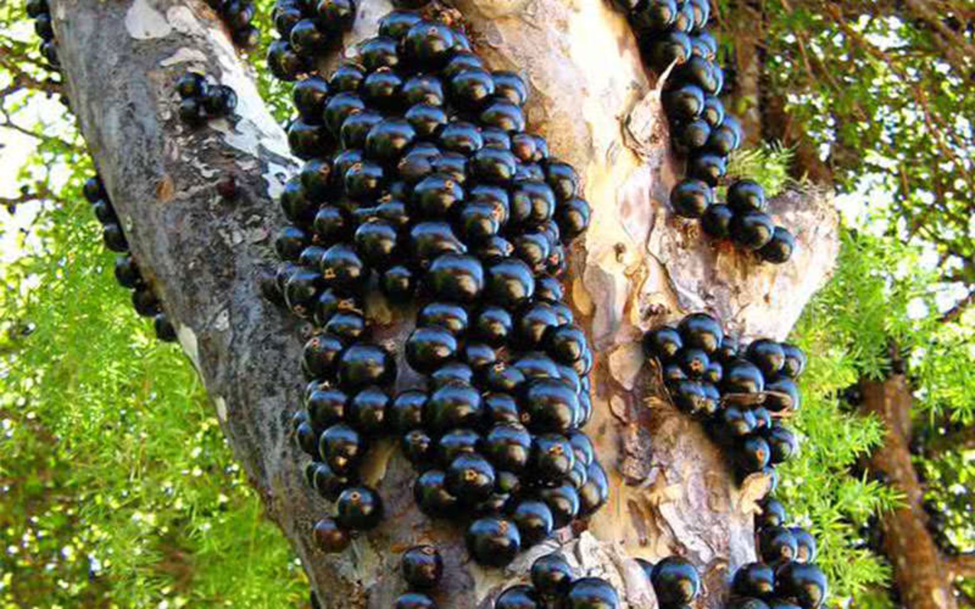 میوه های عجیب در جهان