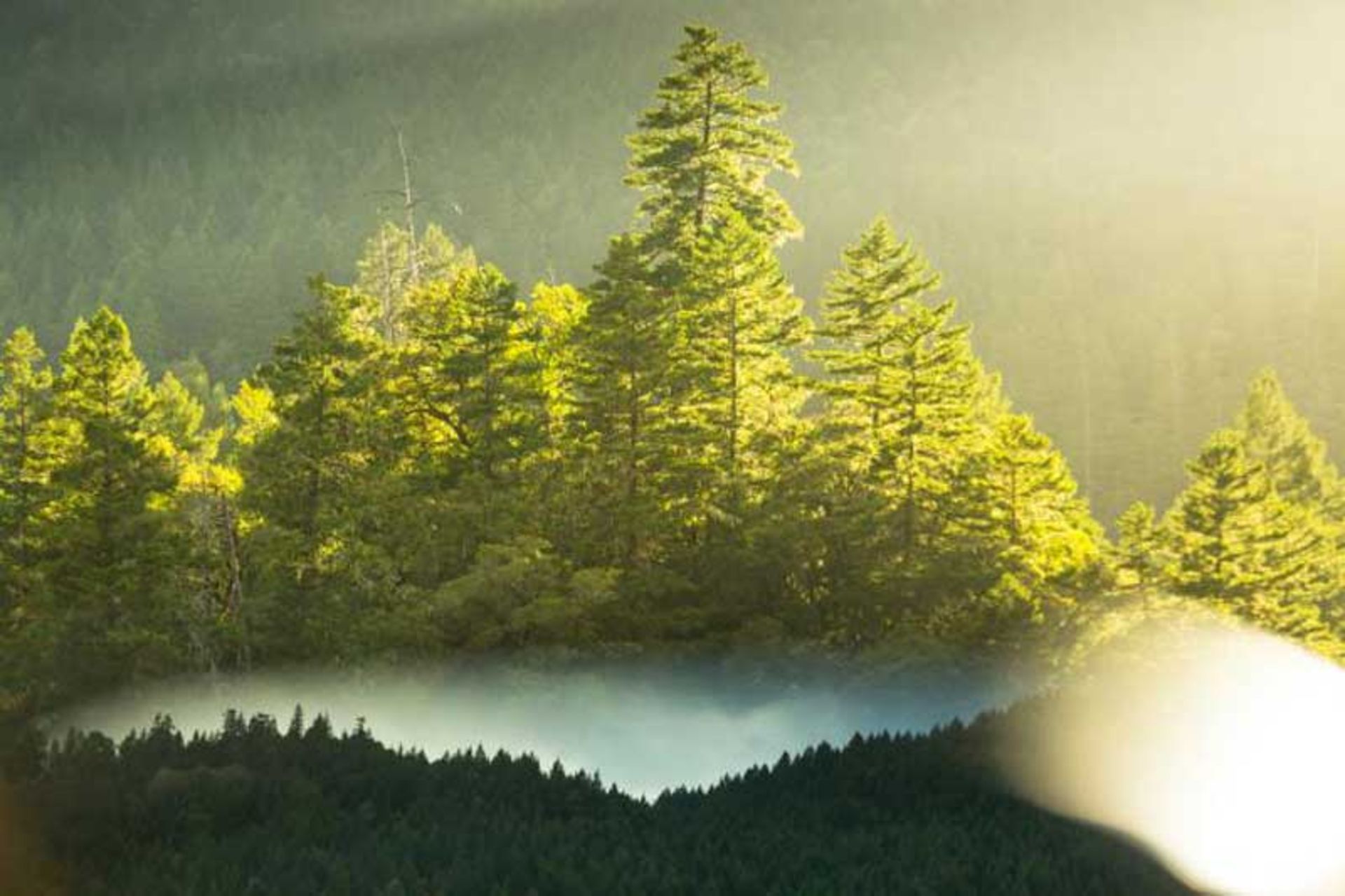 کهنسال ترین درختان دنیا
