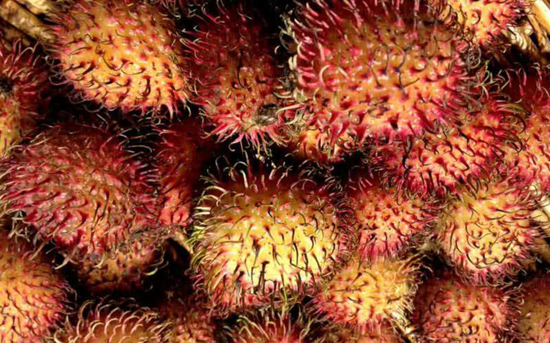 میوه های عجیب در جهان