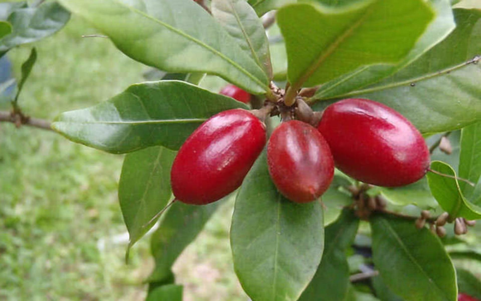 میوه های عجیب در جهان
