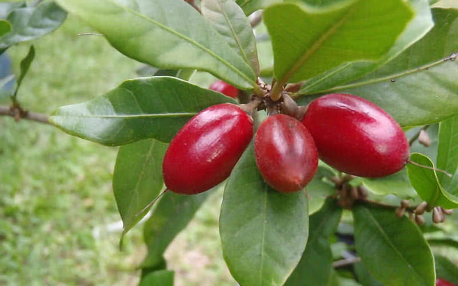 میوه های عجیب در جهان