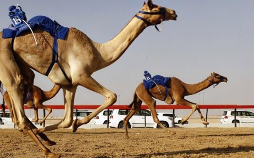مسابقات شتر