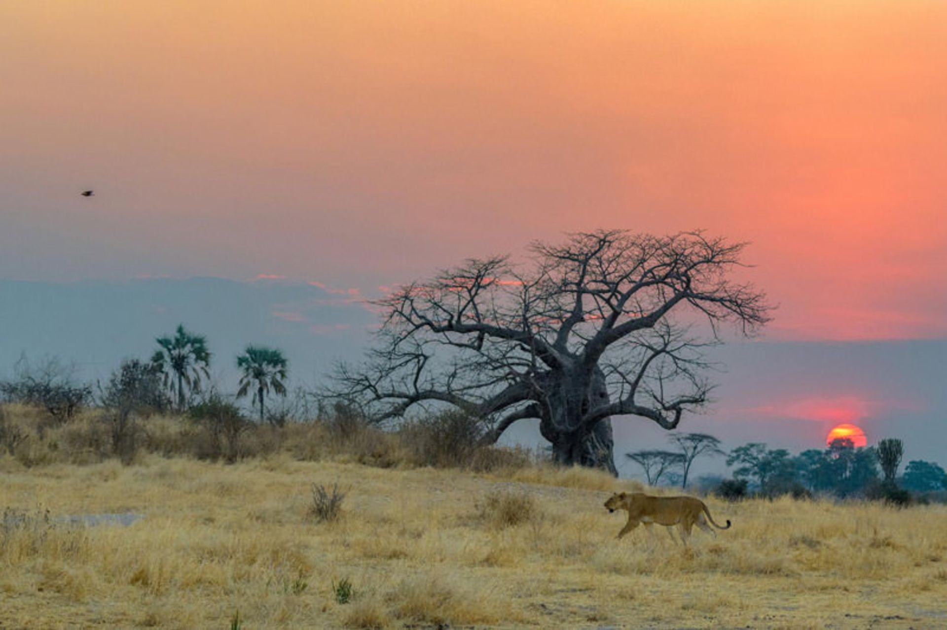 تانزانیا؛ پارک ملی روآها (Ruaha National Park)