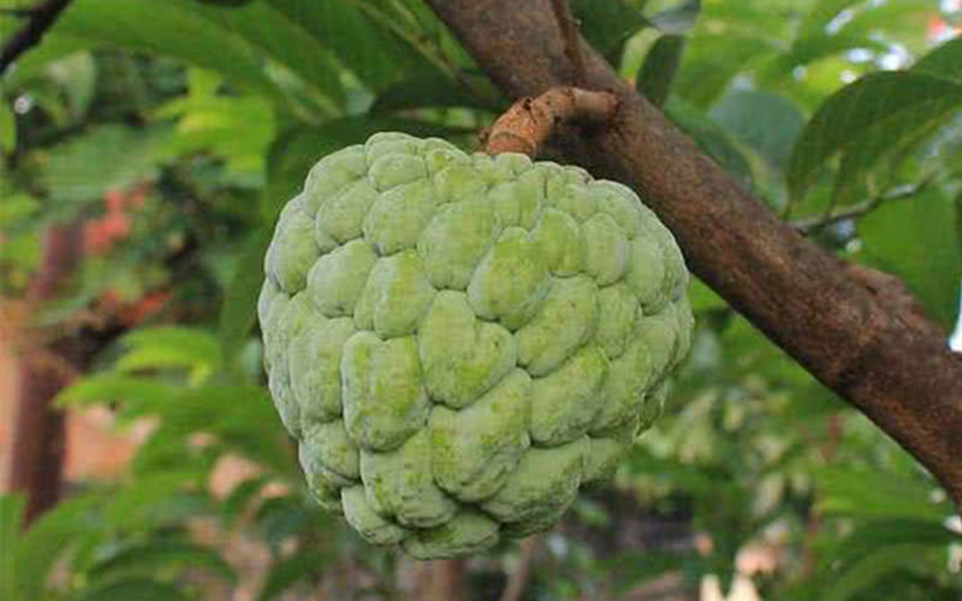 میوه های عجیب در جهان