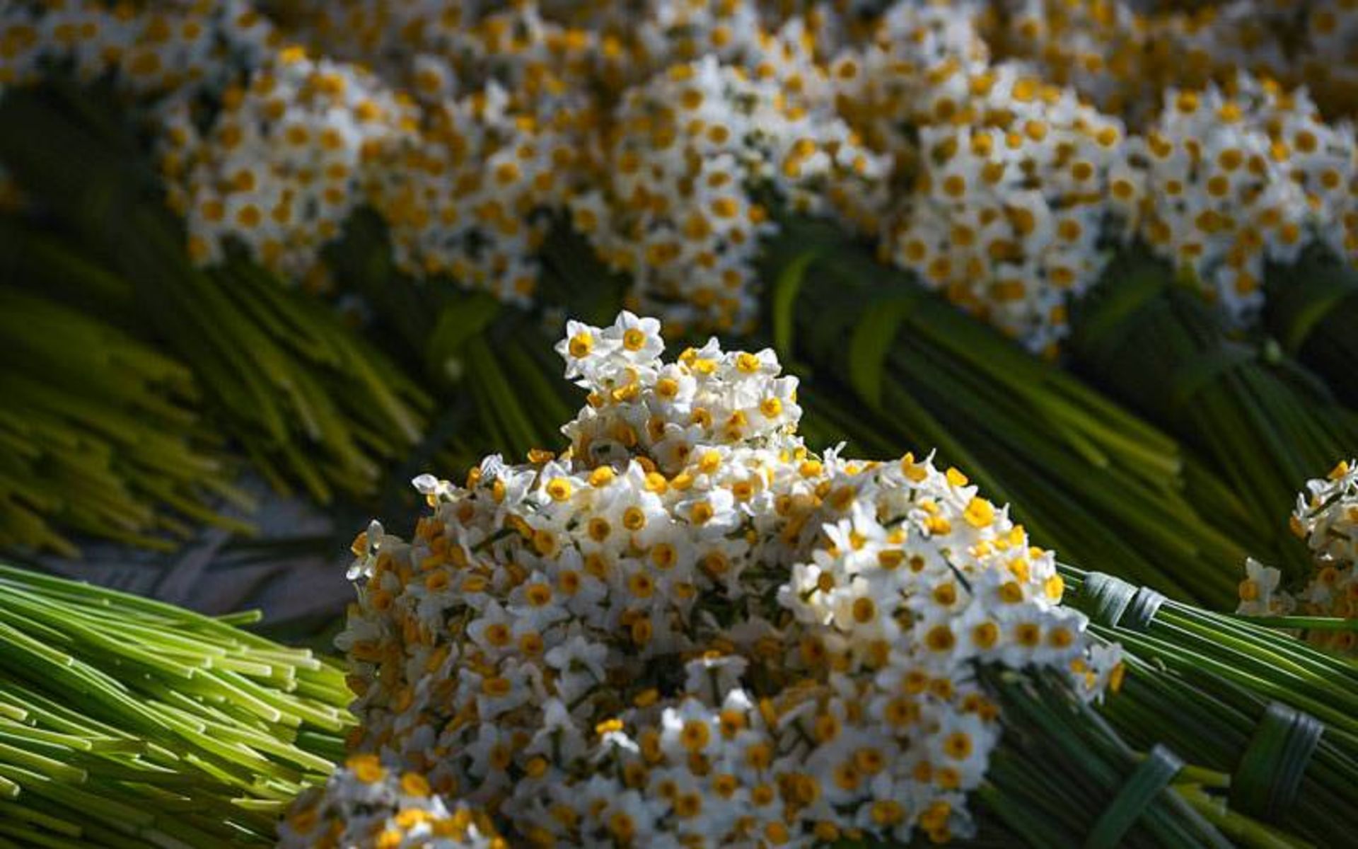 جشنواره گل نرگس بهبهان