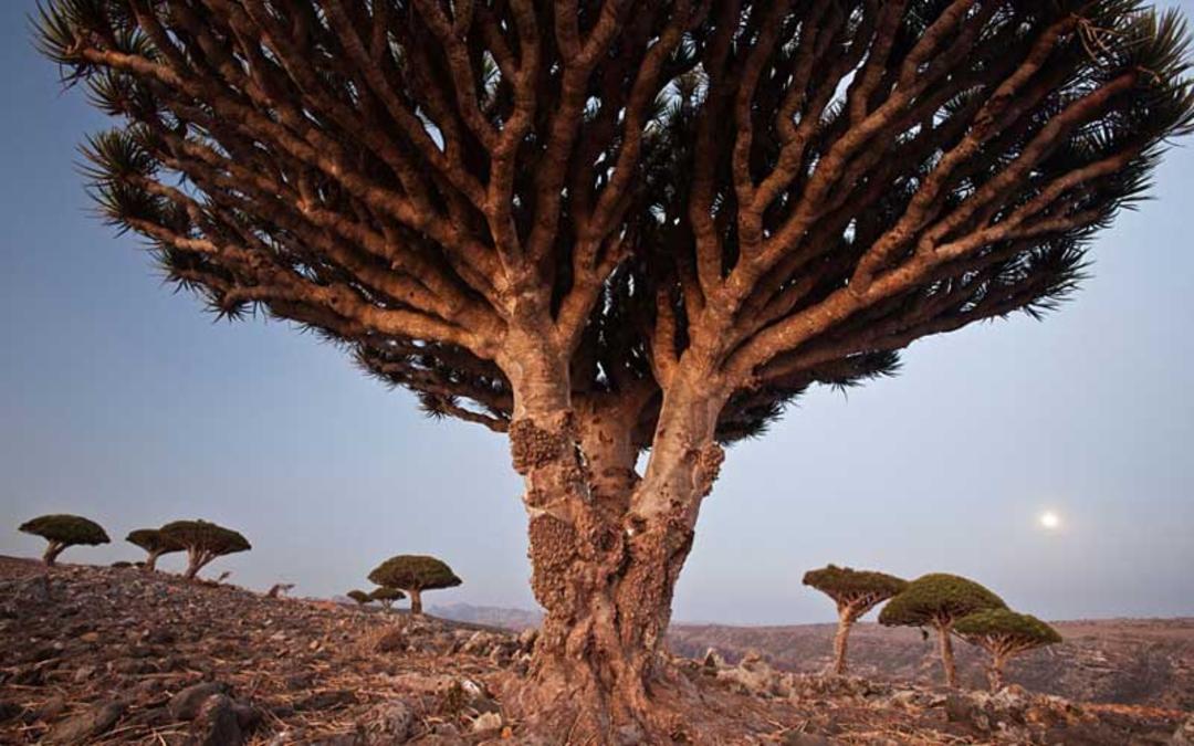 درخت خون اژدها، سقطرا، یمن
