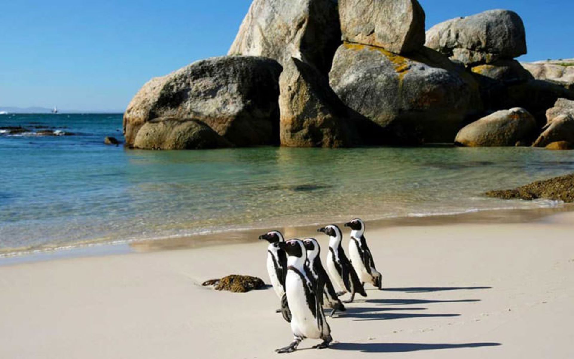 ساحل بلودرز (Boulders Beach)