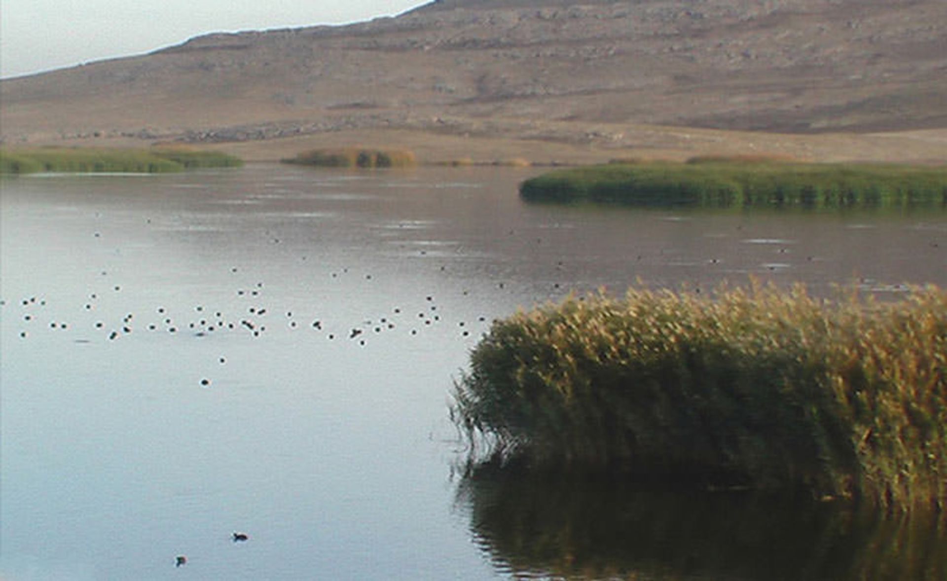 تالاب هامون جازموریان