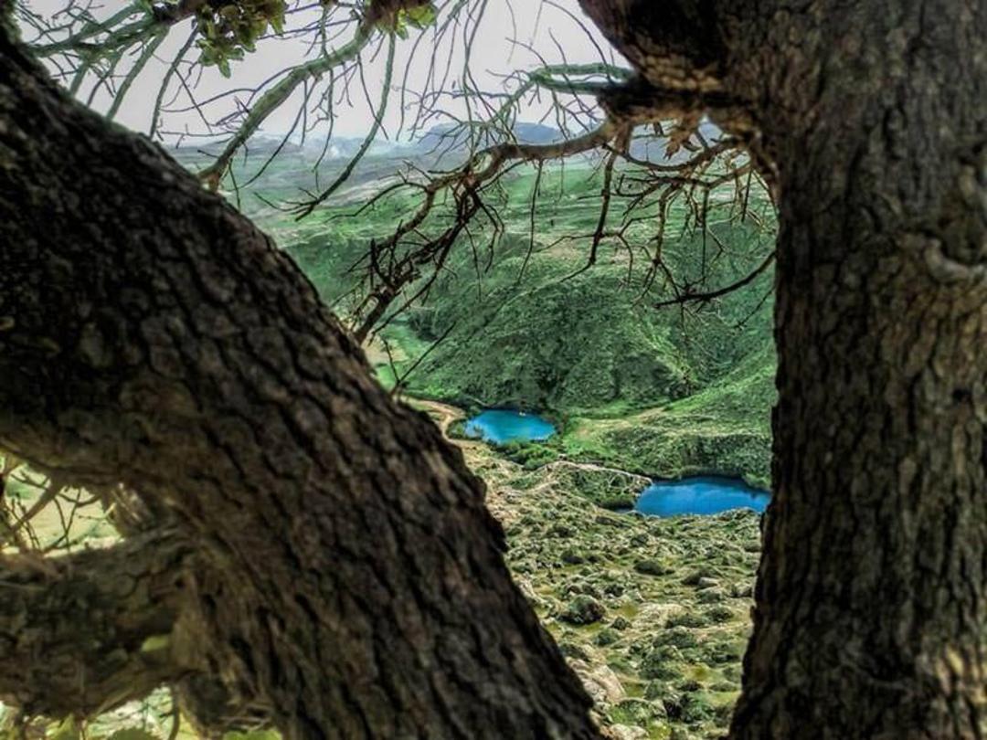 سیاه گاو