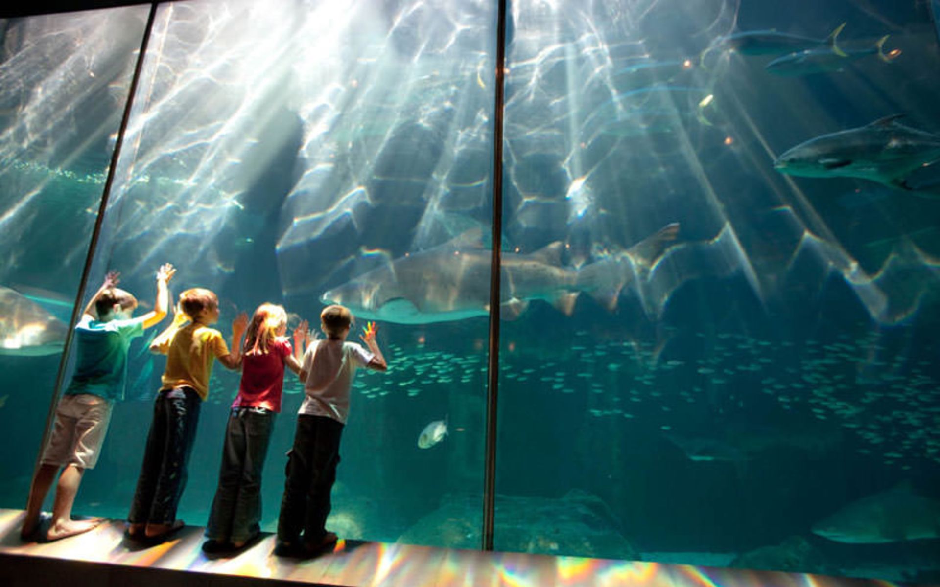 آکواریوم تو اوشنز (Two Oceans Aquarium)