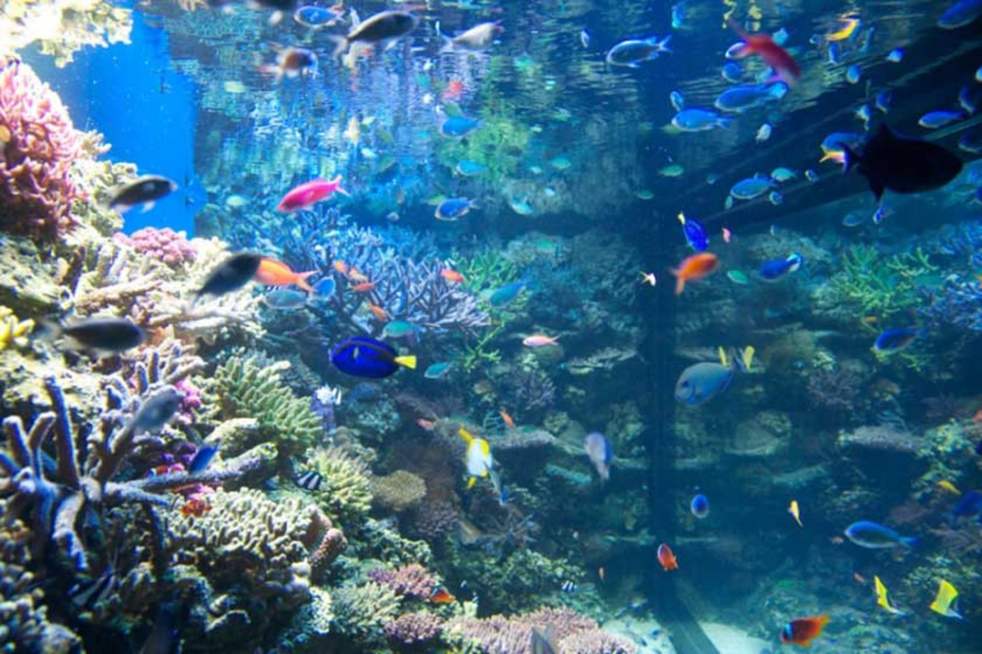  Monterey Bay Aquarium
