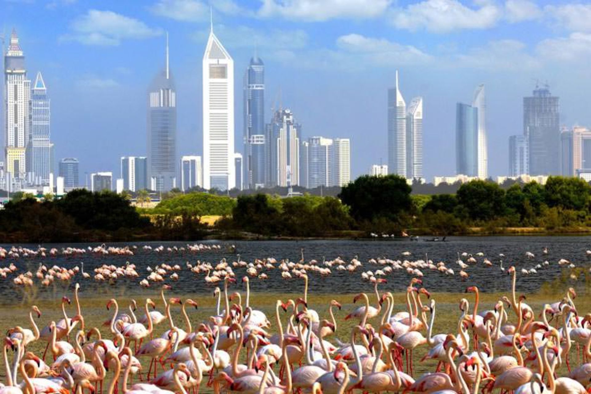 پناهگاه حیات وحش راس الخور