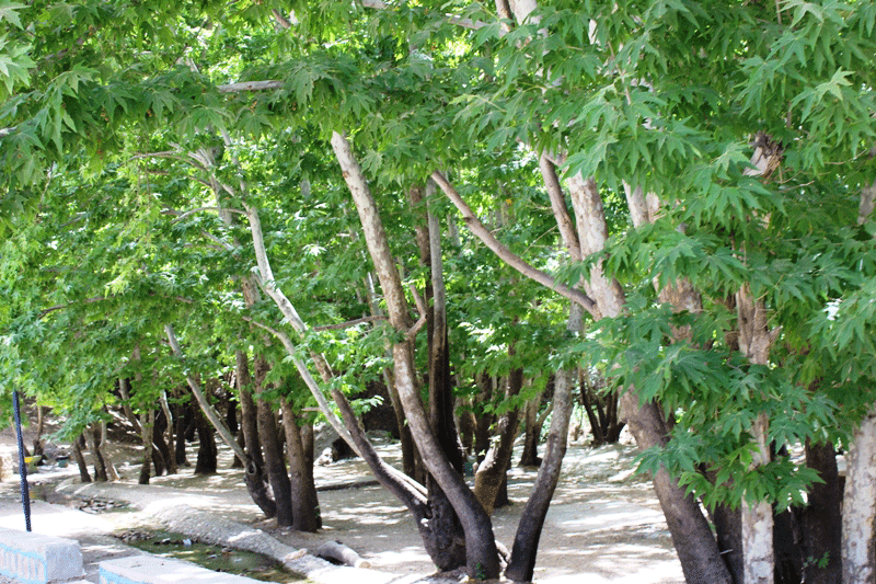 تنگ گنجه ای