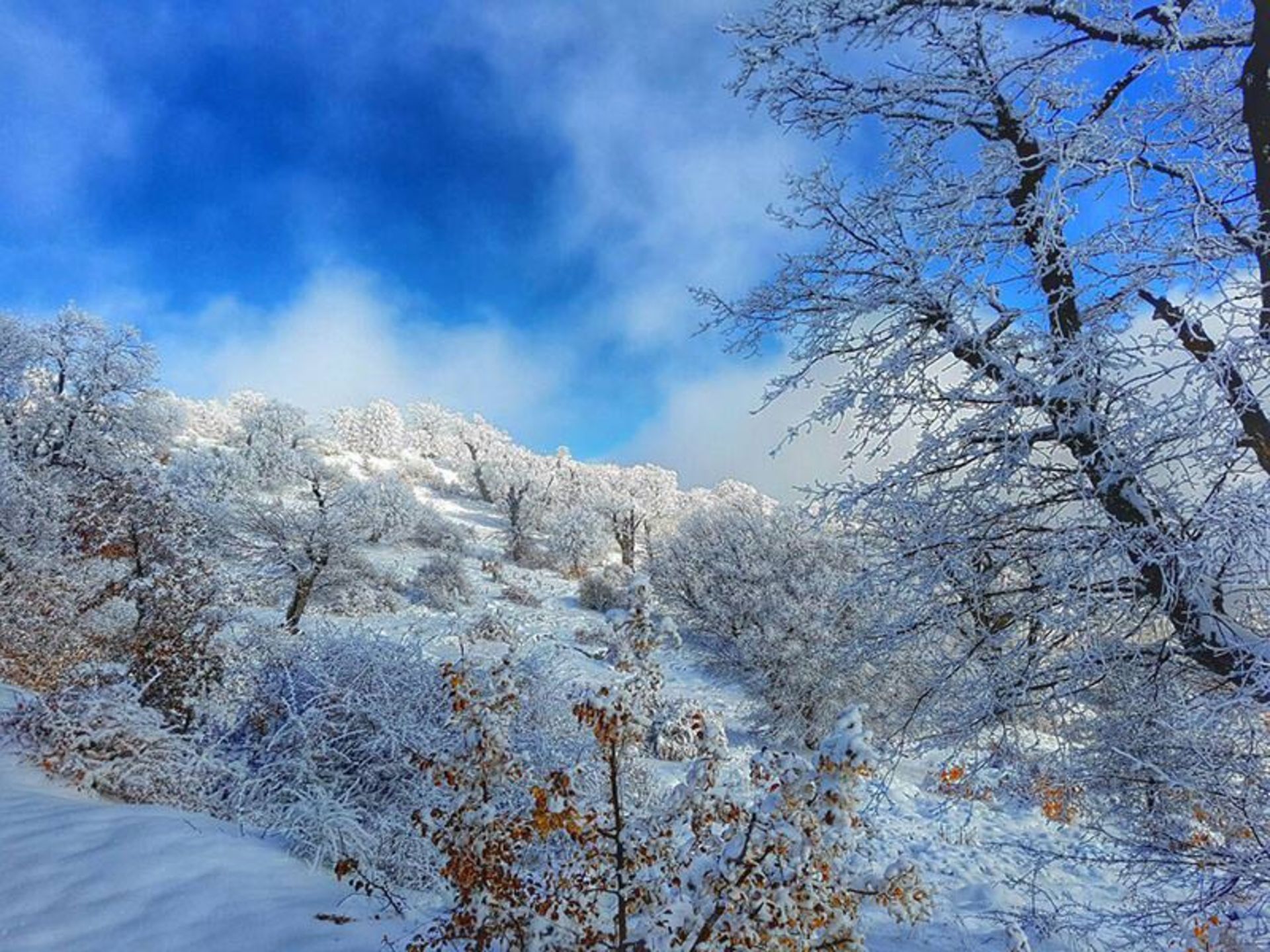 کردکوی