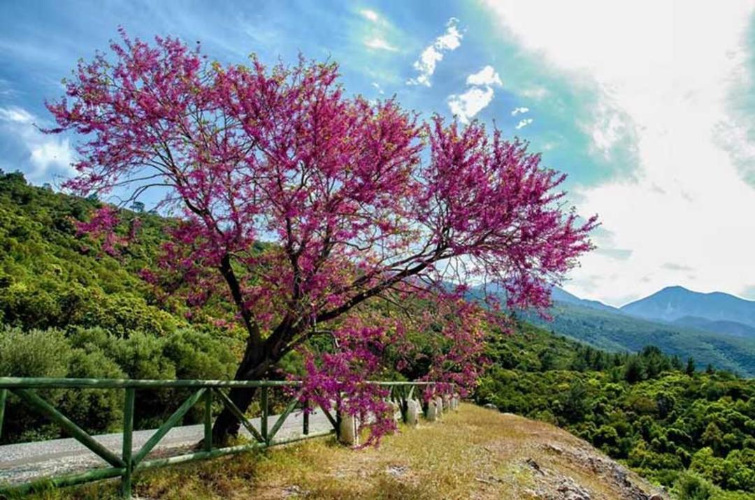 بهترین زمان سفر به کوش آداسی؛ جزیره پرنده در ترکیه