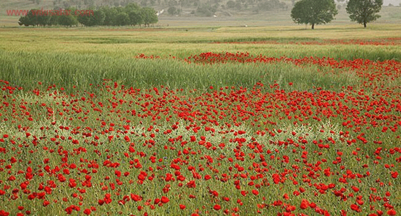 دشت مورپیسه