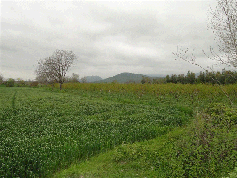 کردکوی