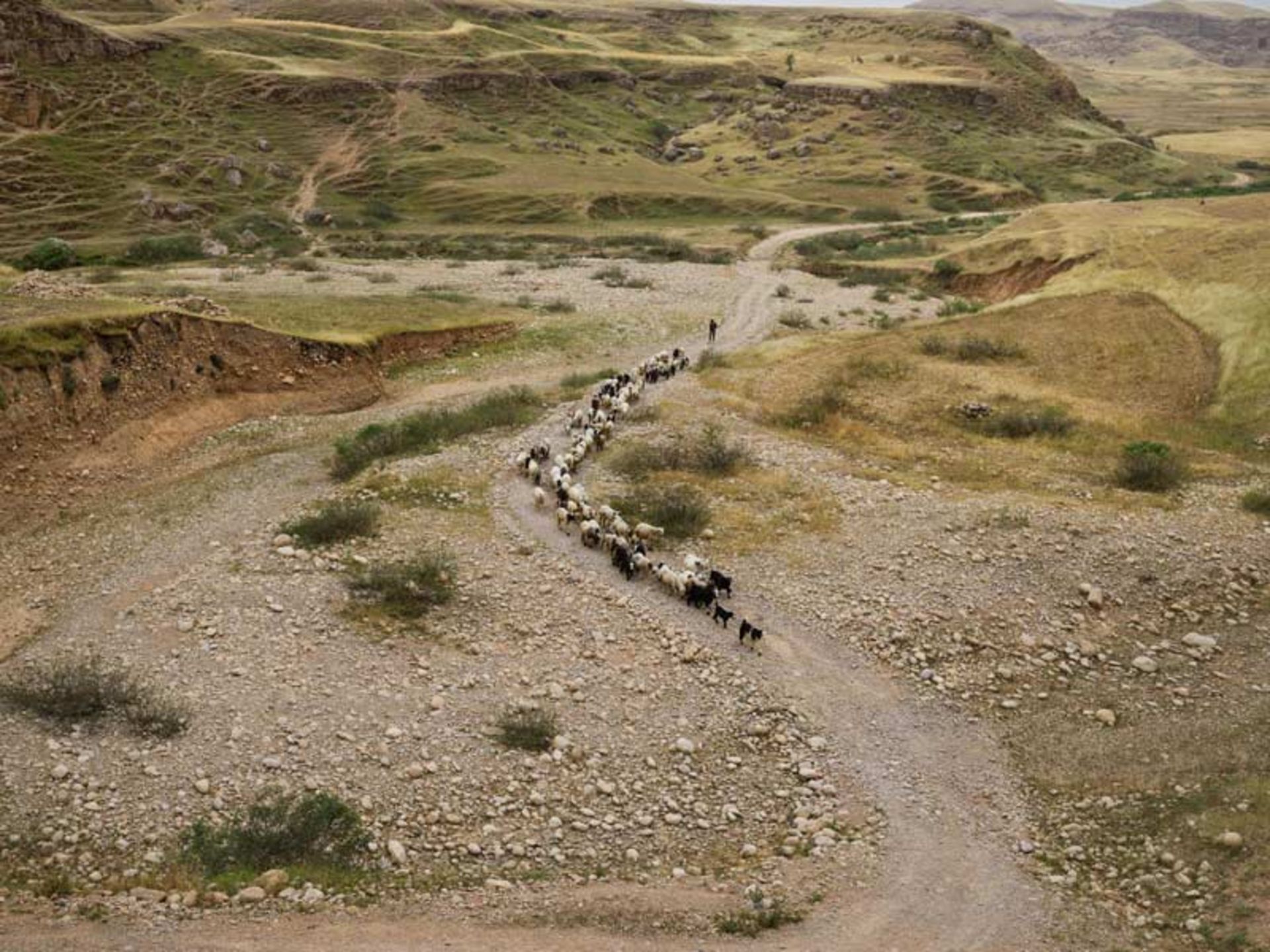 عشایر