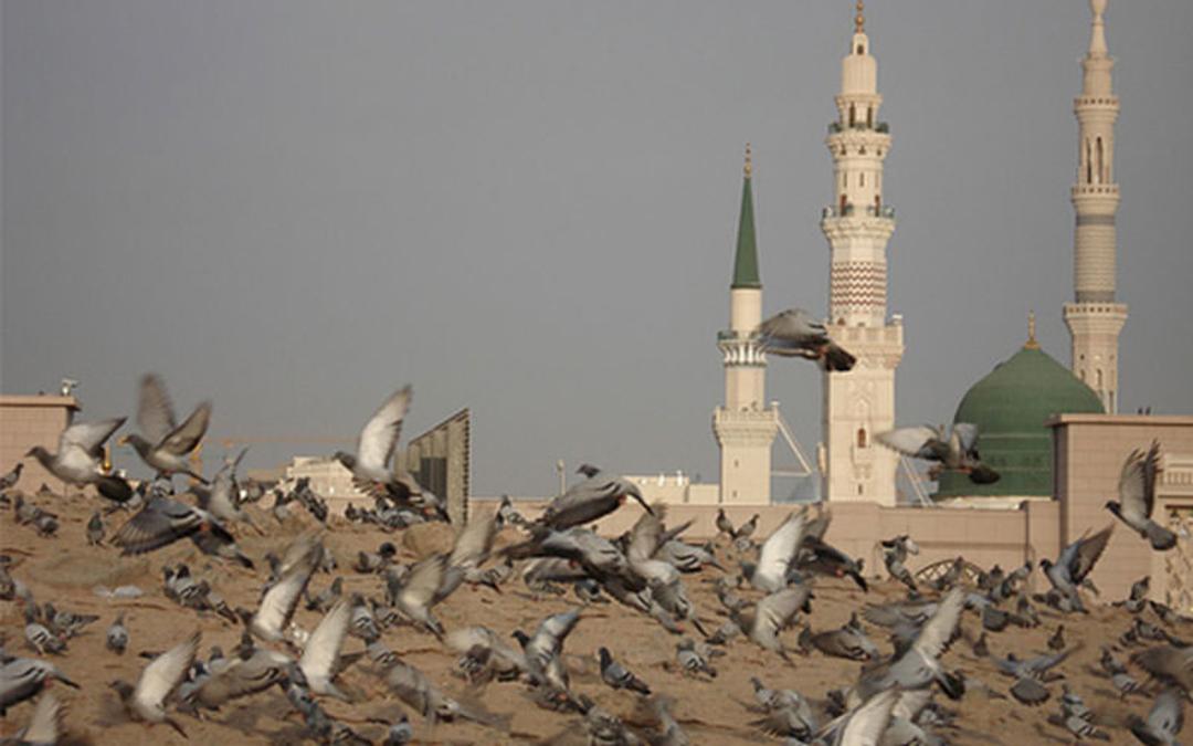 مدینه