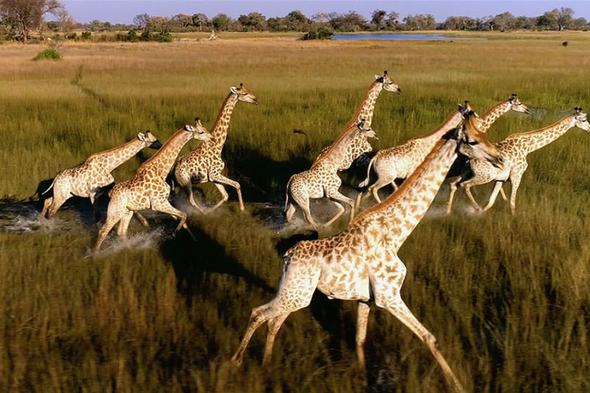 آفریقا