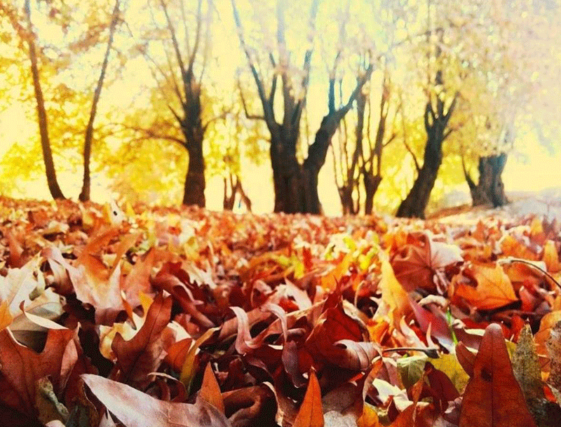 تنگ گنجه ای