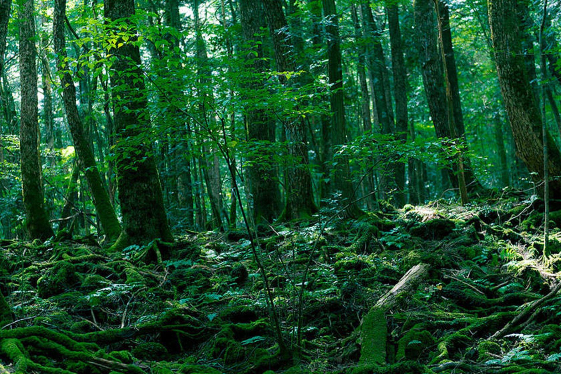 Aokigahara