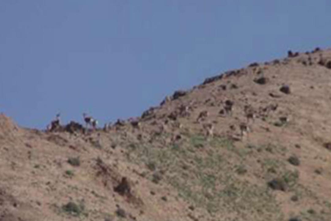قبرستان دنای شرقی