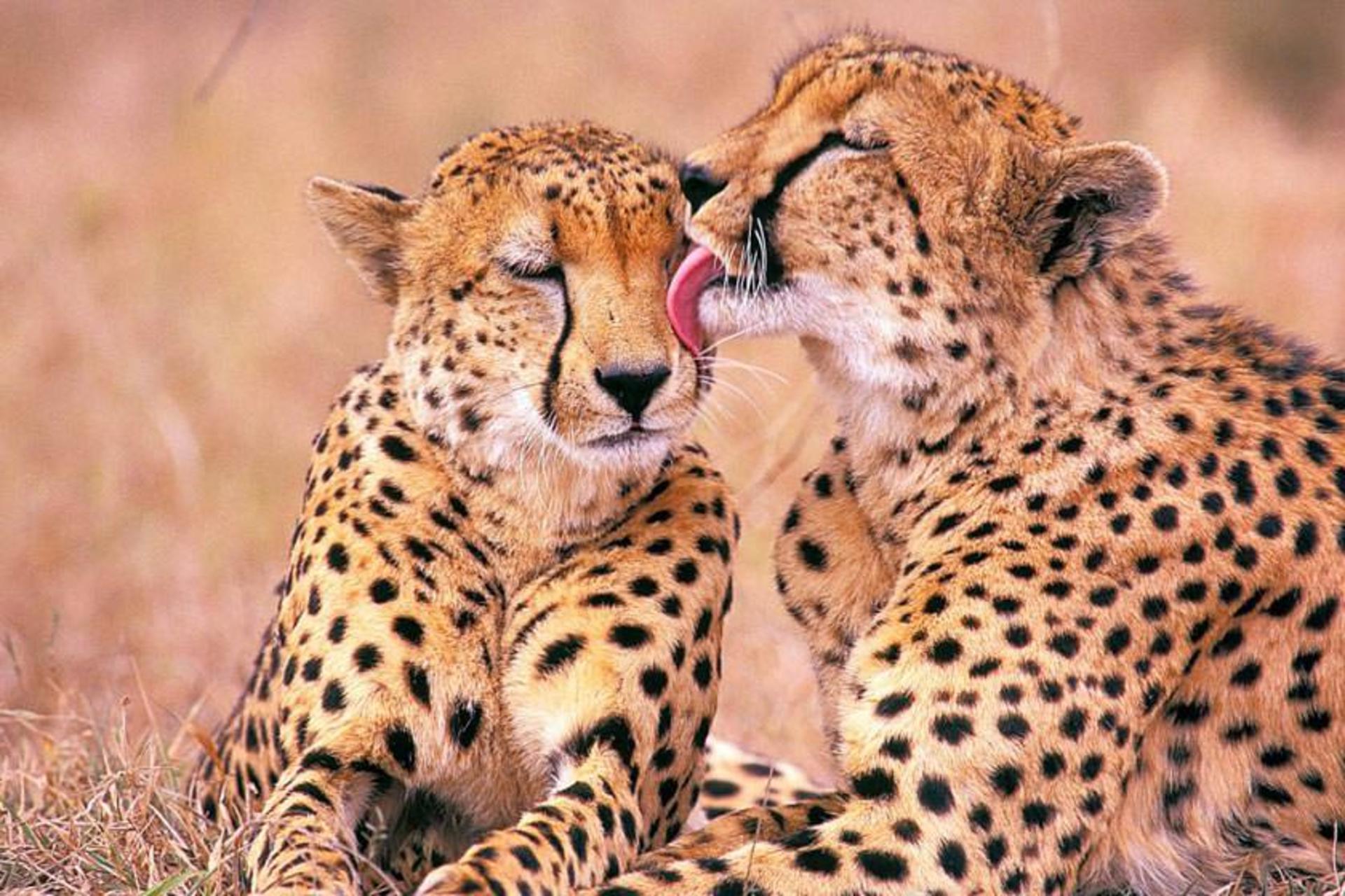آفریقای جنوبی