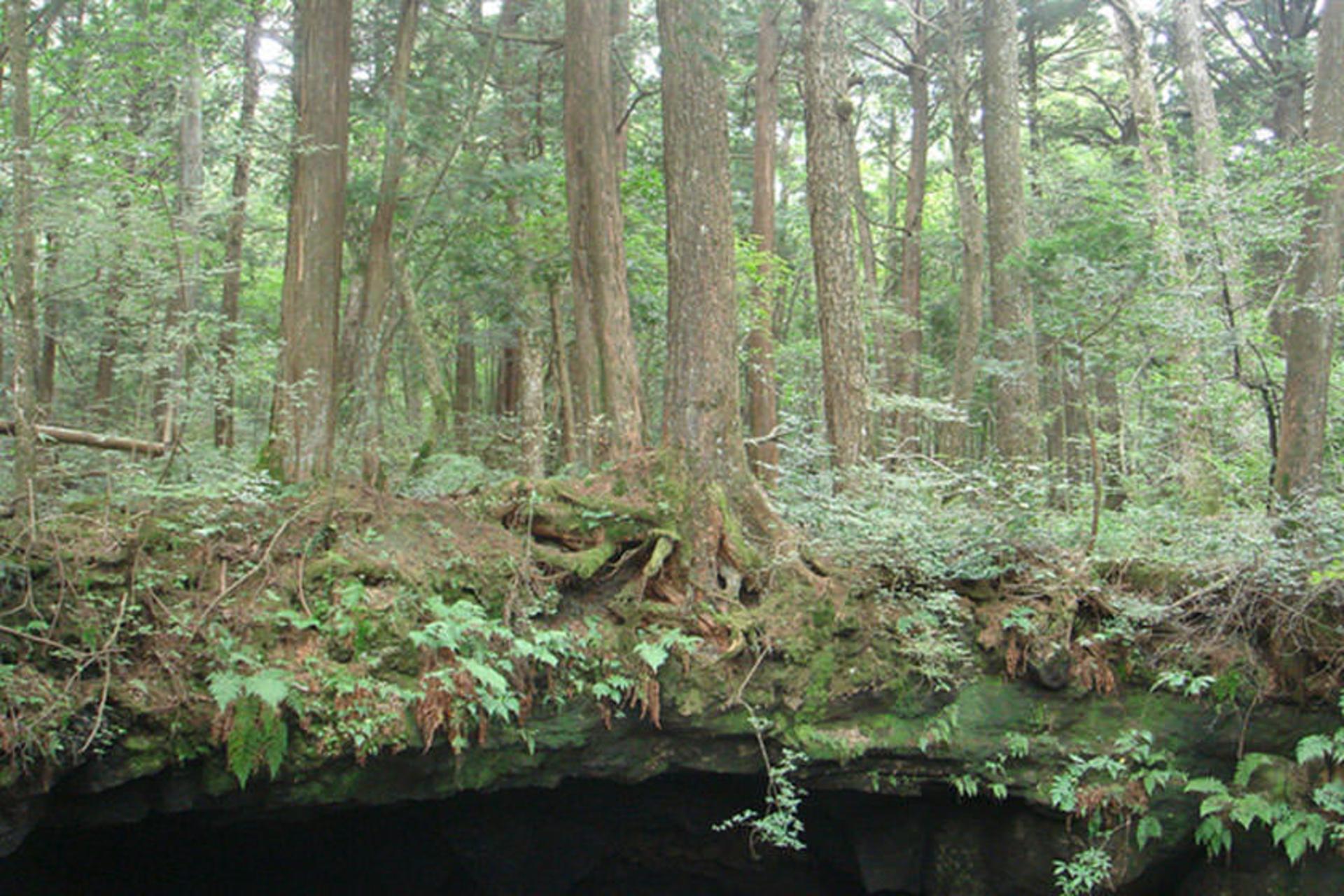 Aokigahara