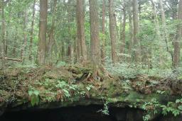 Aokigahara
