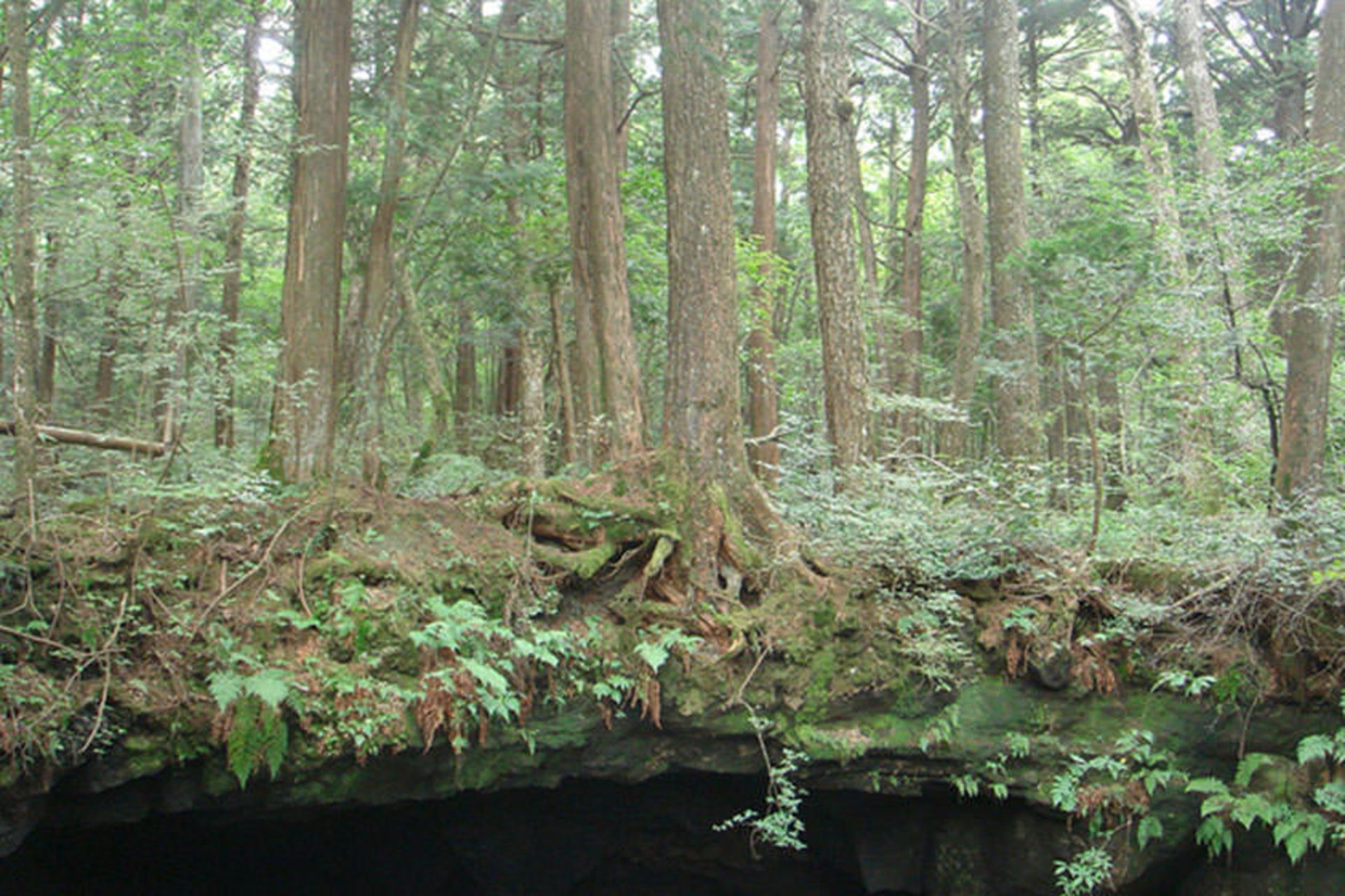 Aokigahara