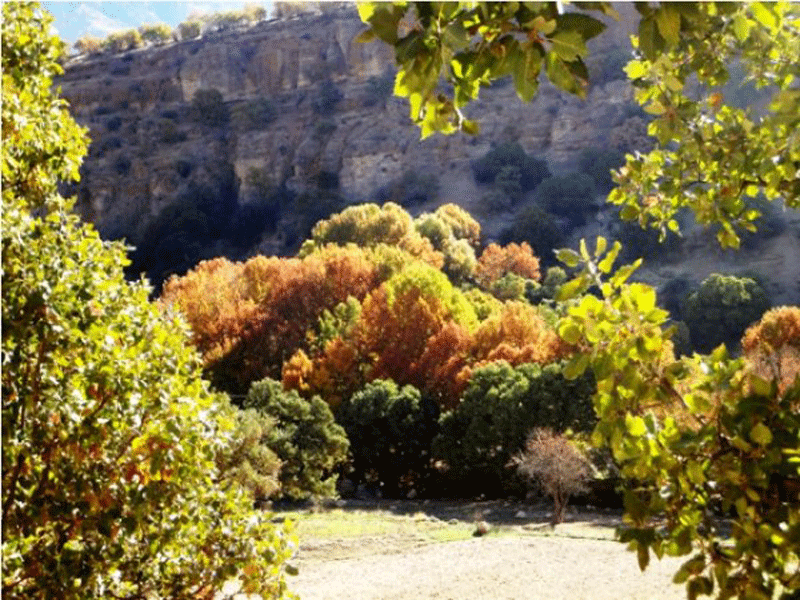 تنگ گنجه ای