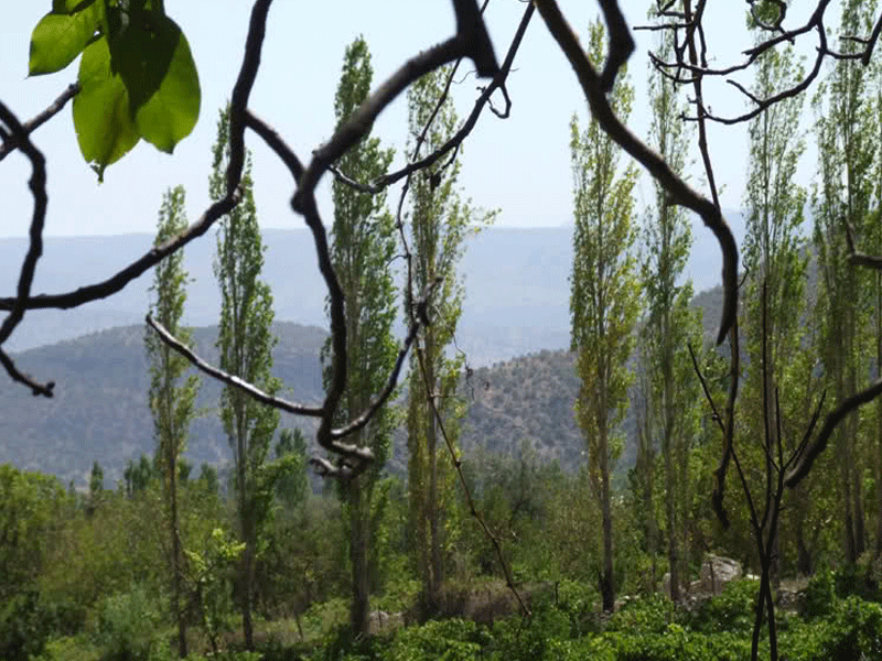 تنگ گنجه ای