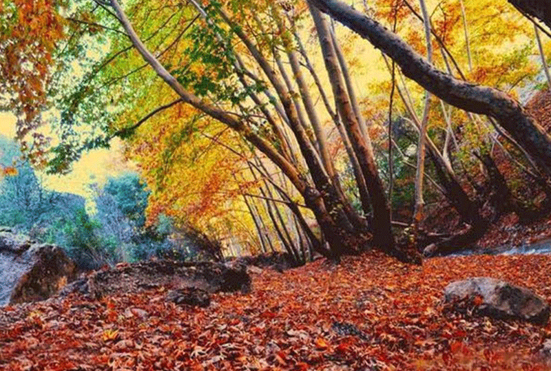 تنگ گنجه ای