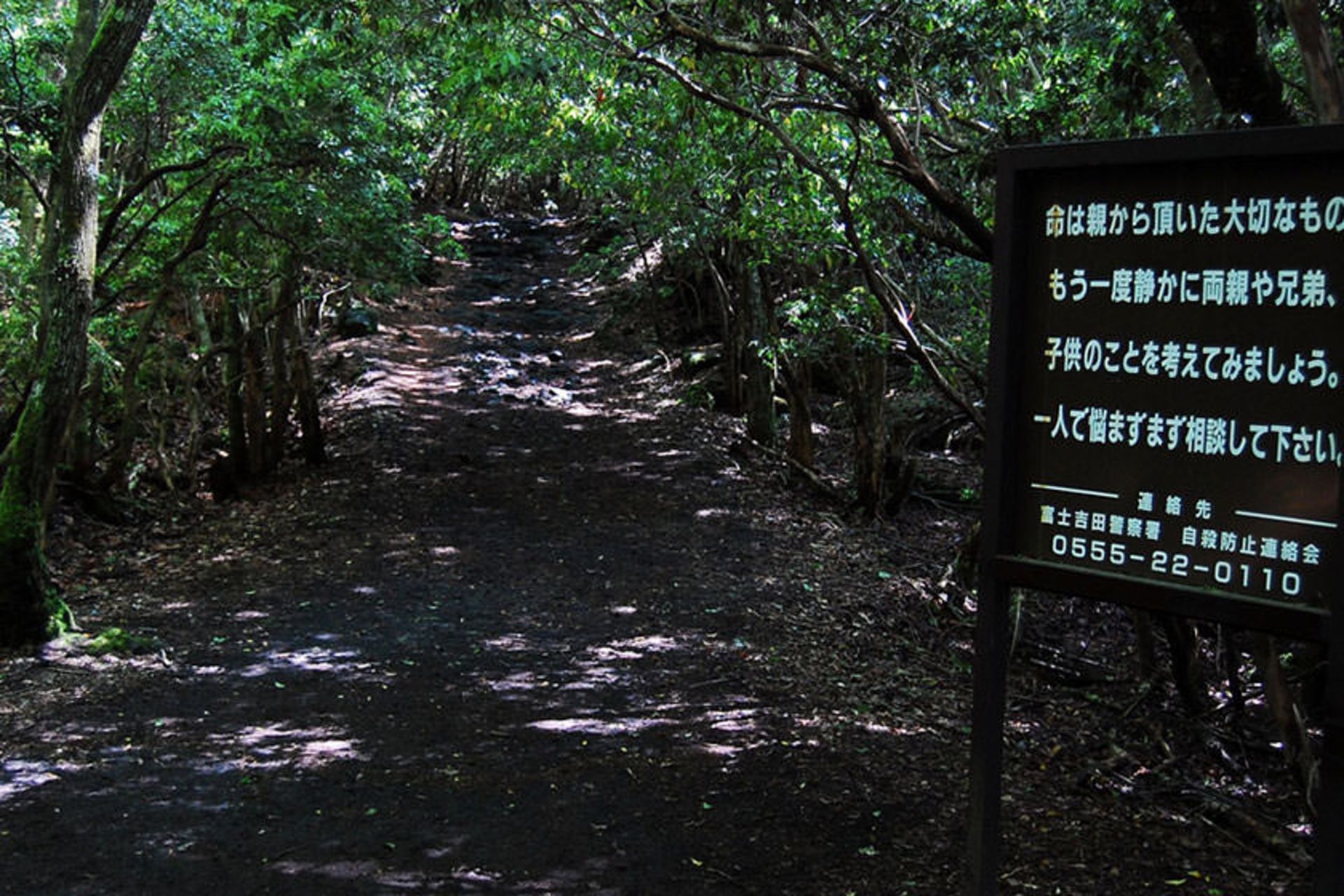 Aokigahara