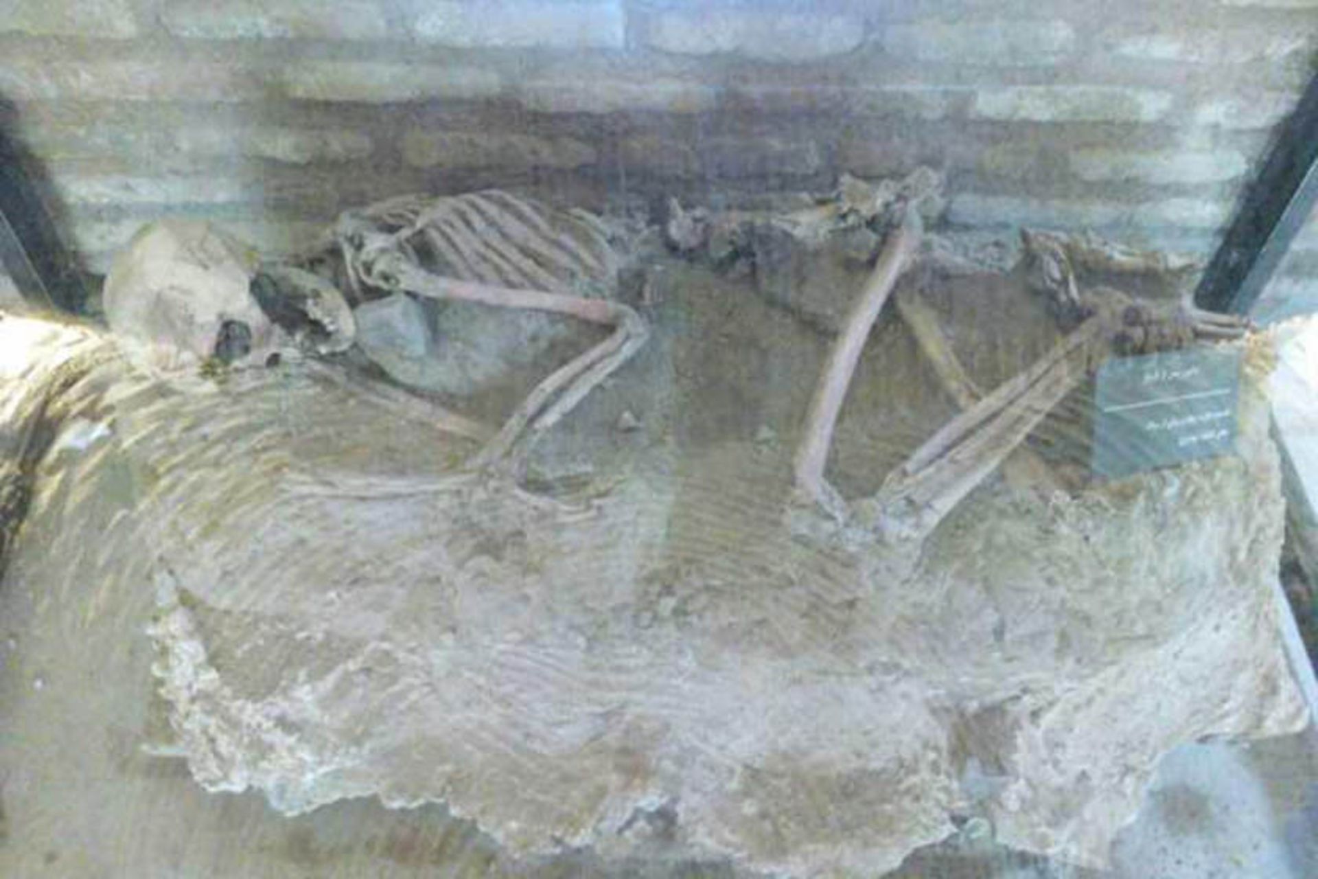 نمایش اسکلت در موزه نیشابور
