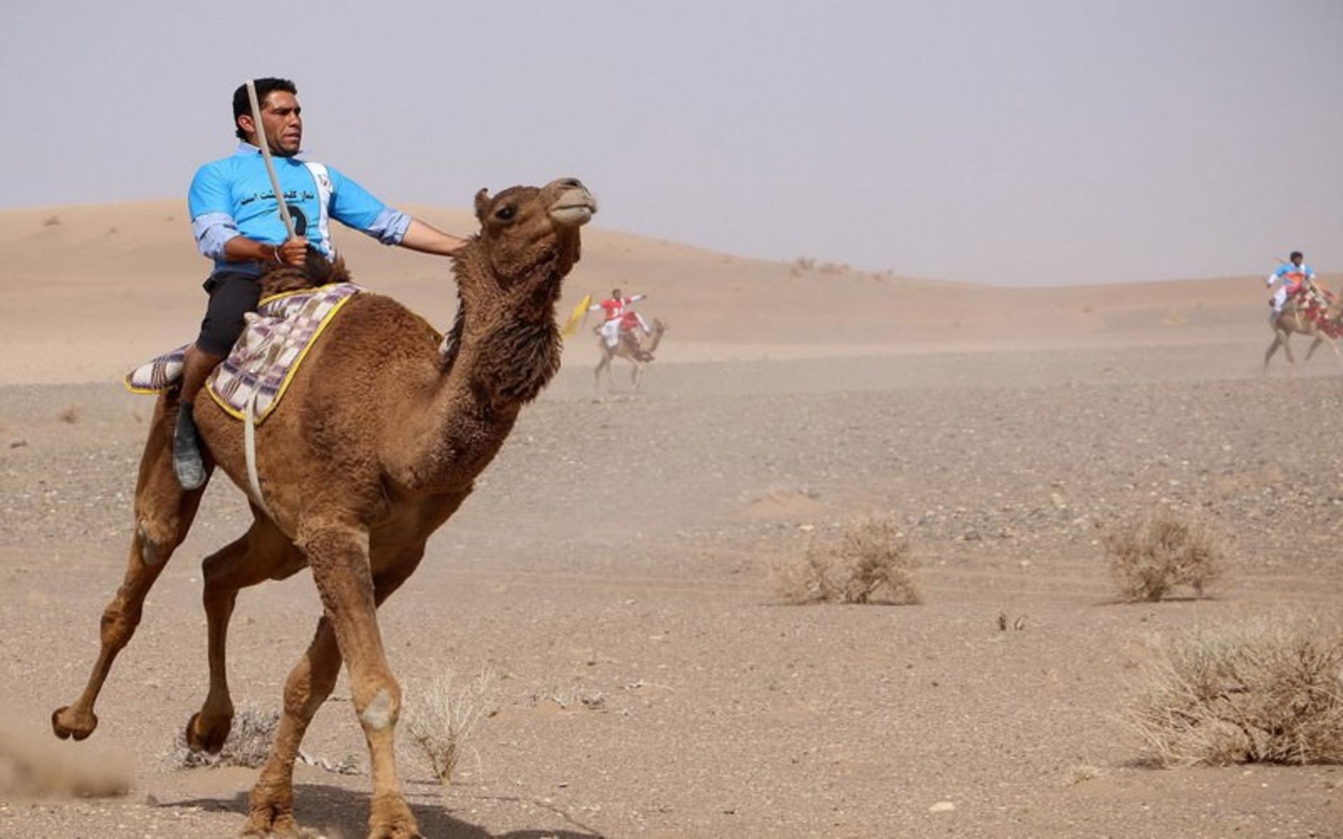 شترسواری در کویر مصر