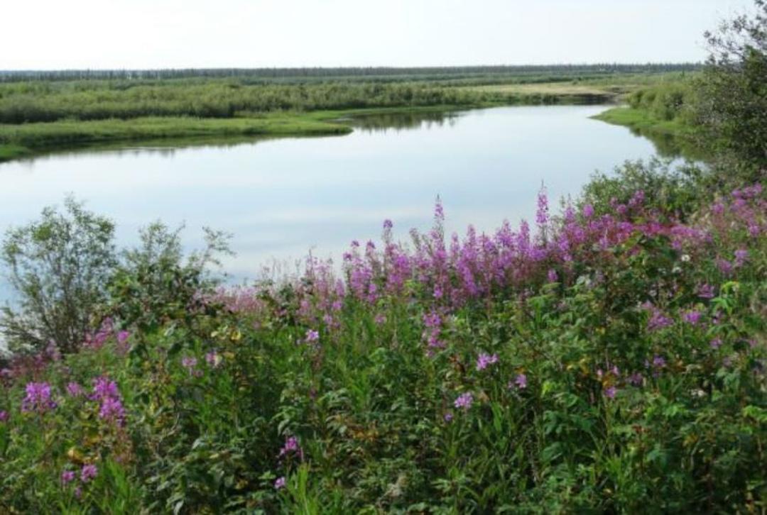 Mackenzie River