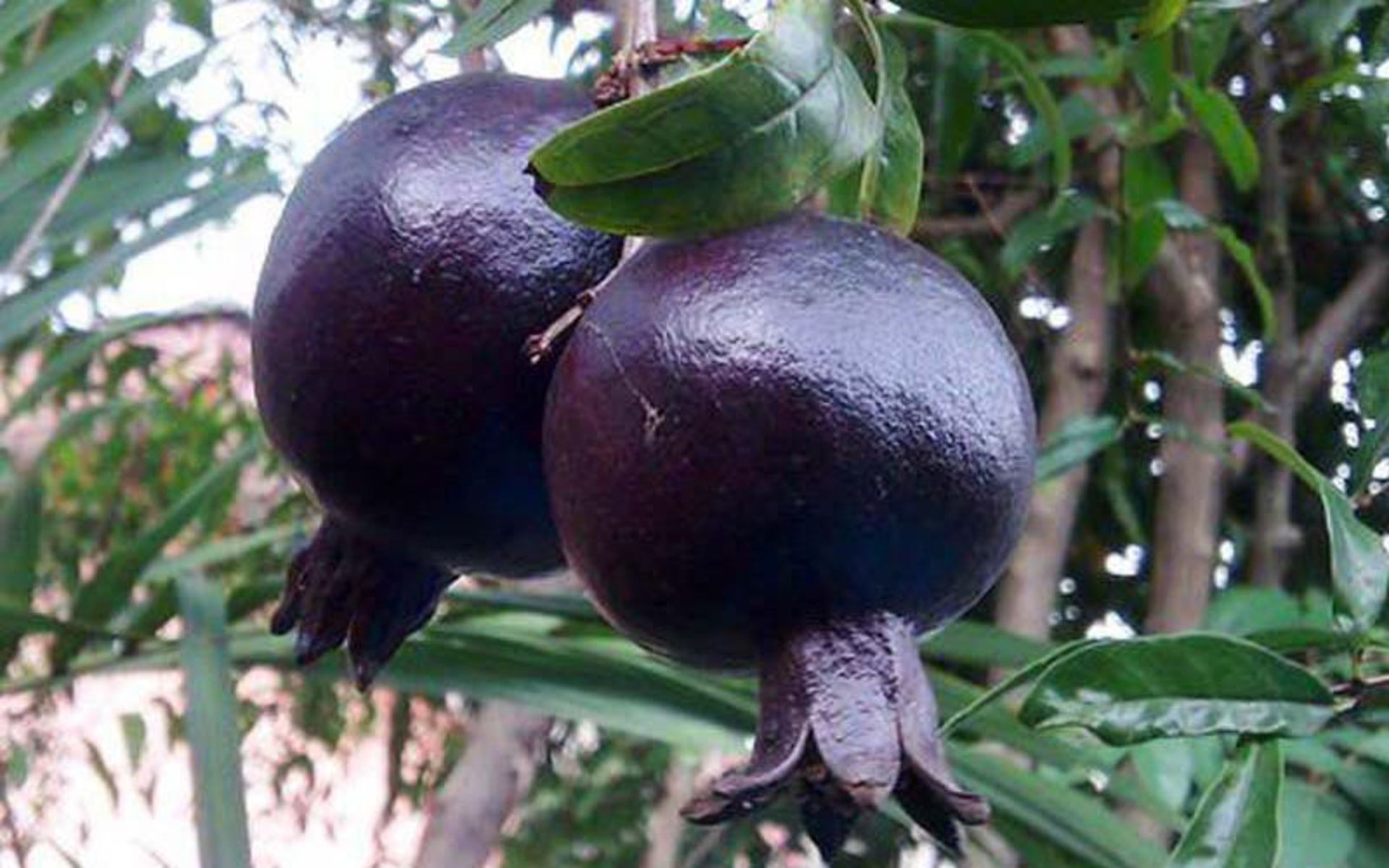 انار نطنز
