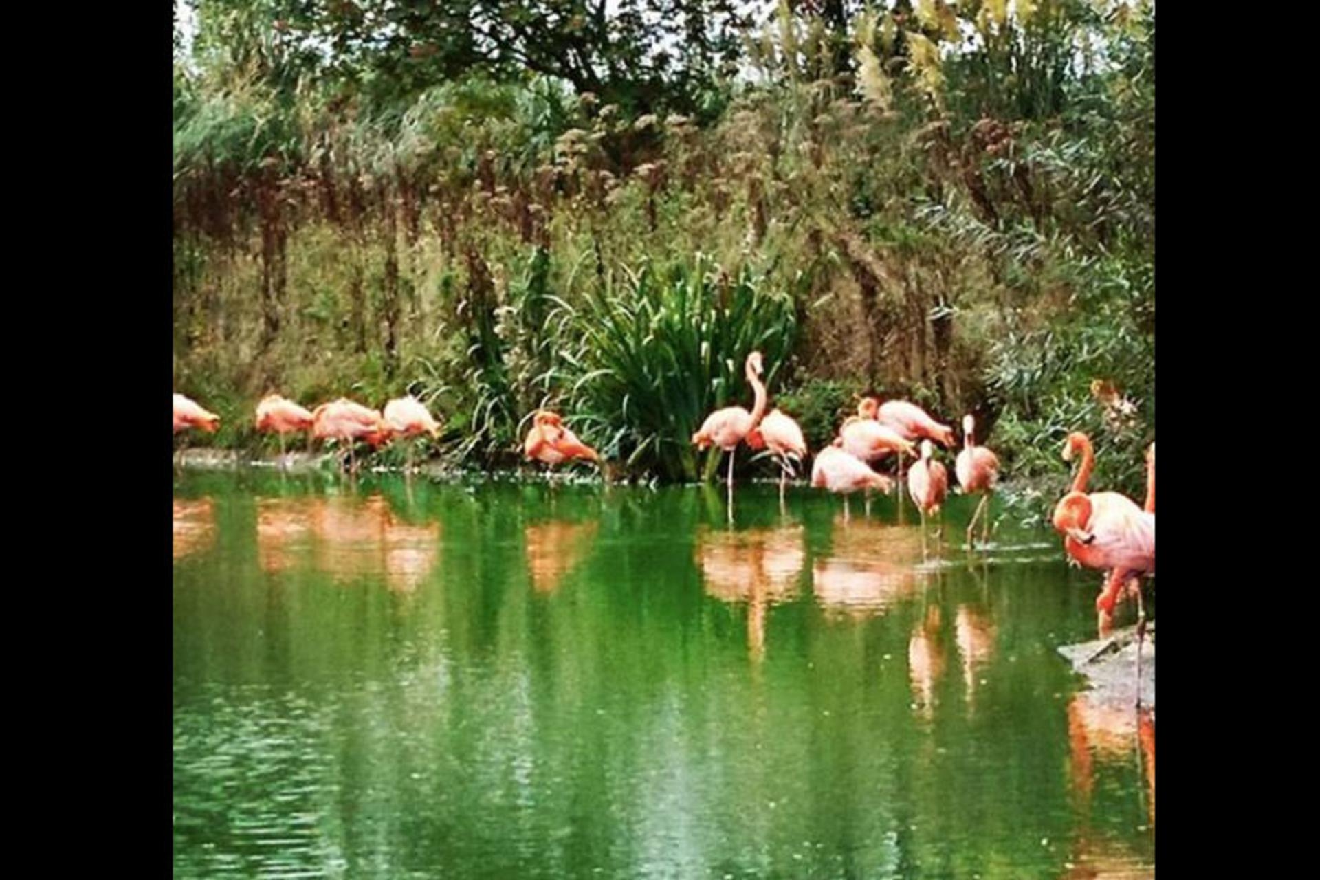Whipsnade Zoo