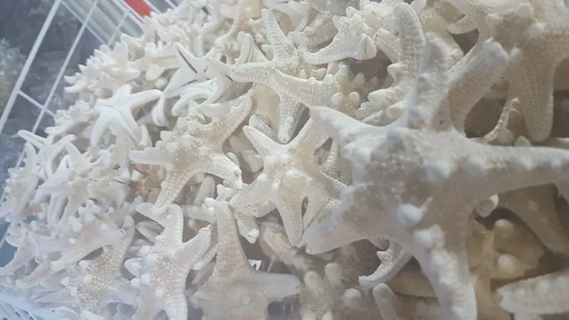 بندر