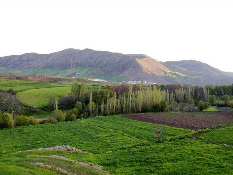تپه توت
