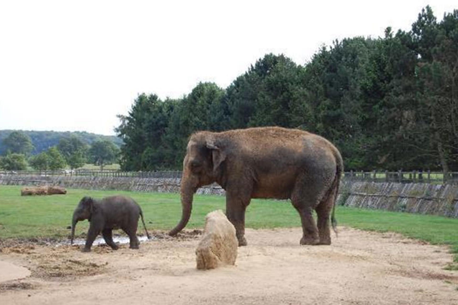 Whipsnade Zoo