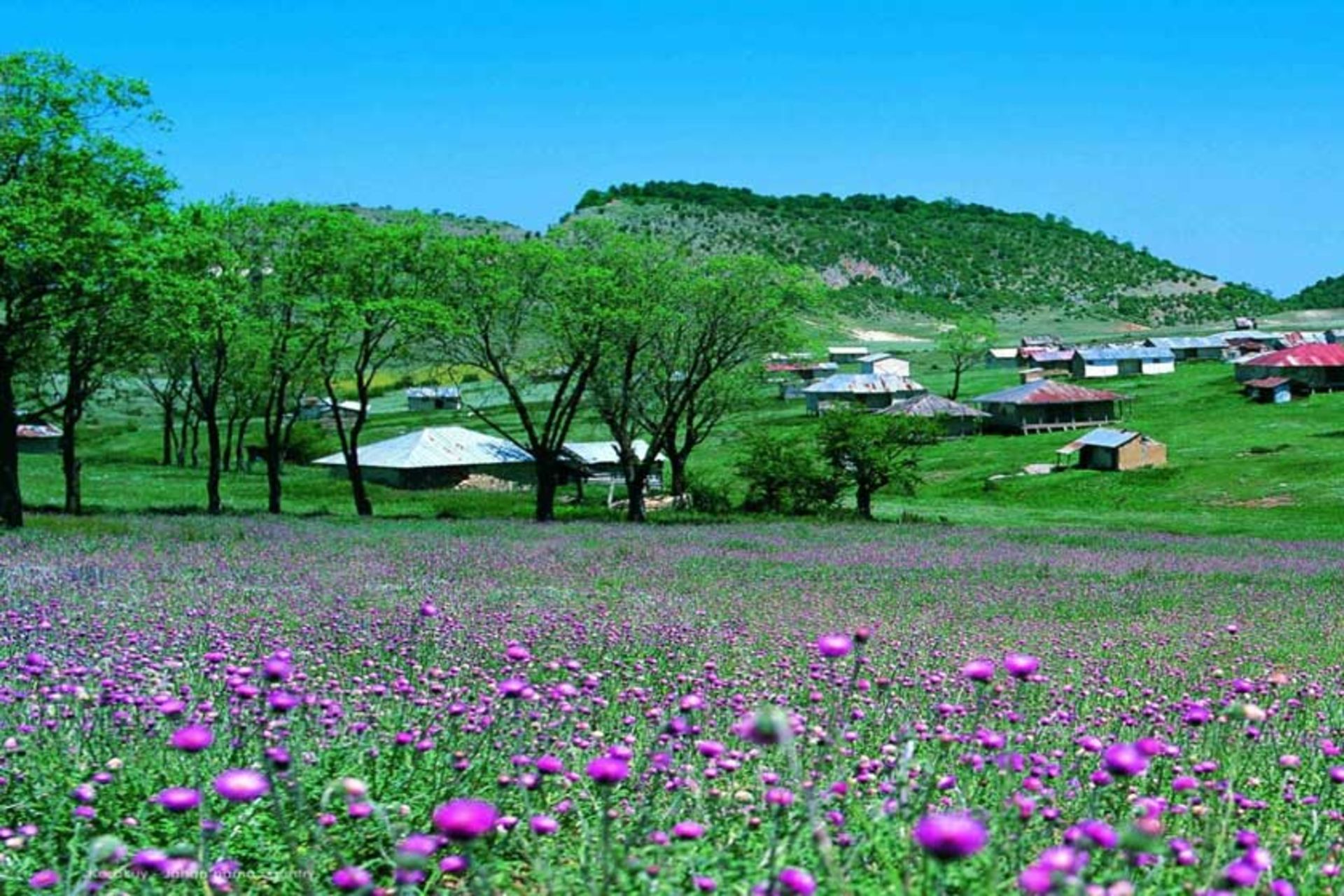 کردکوی 