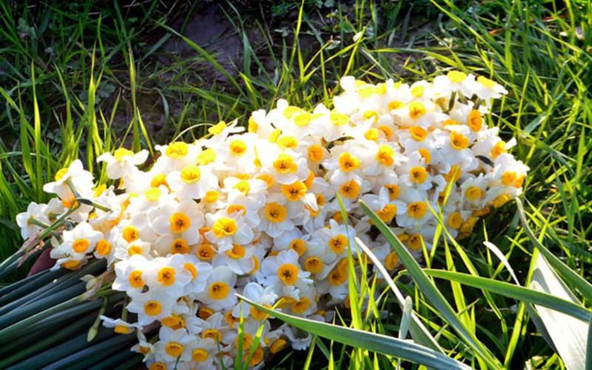 گل نرکس