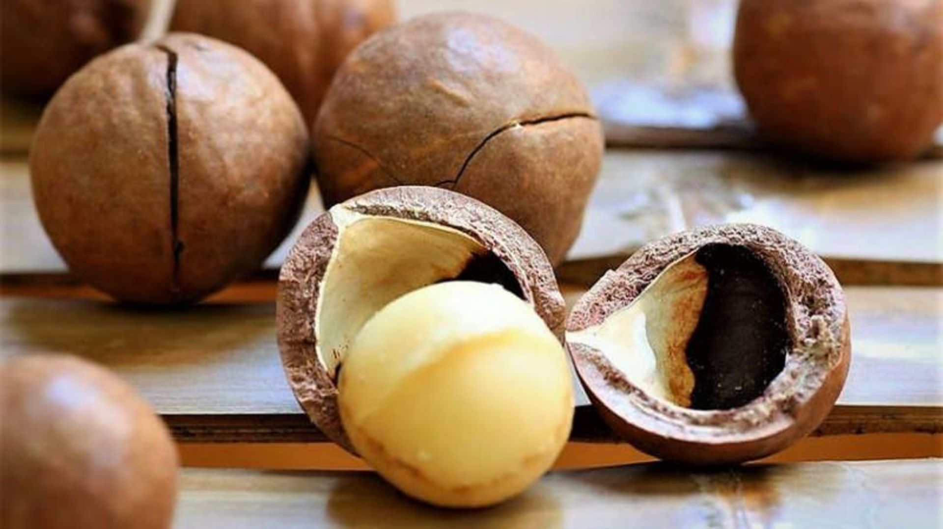 سوغات سیدنی