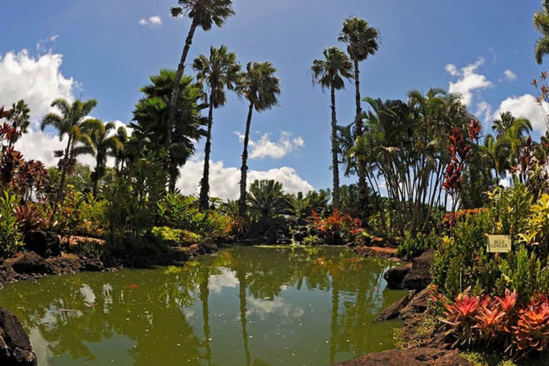 Dole Plantation