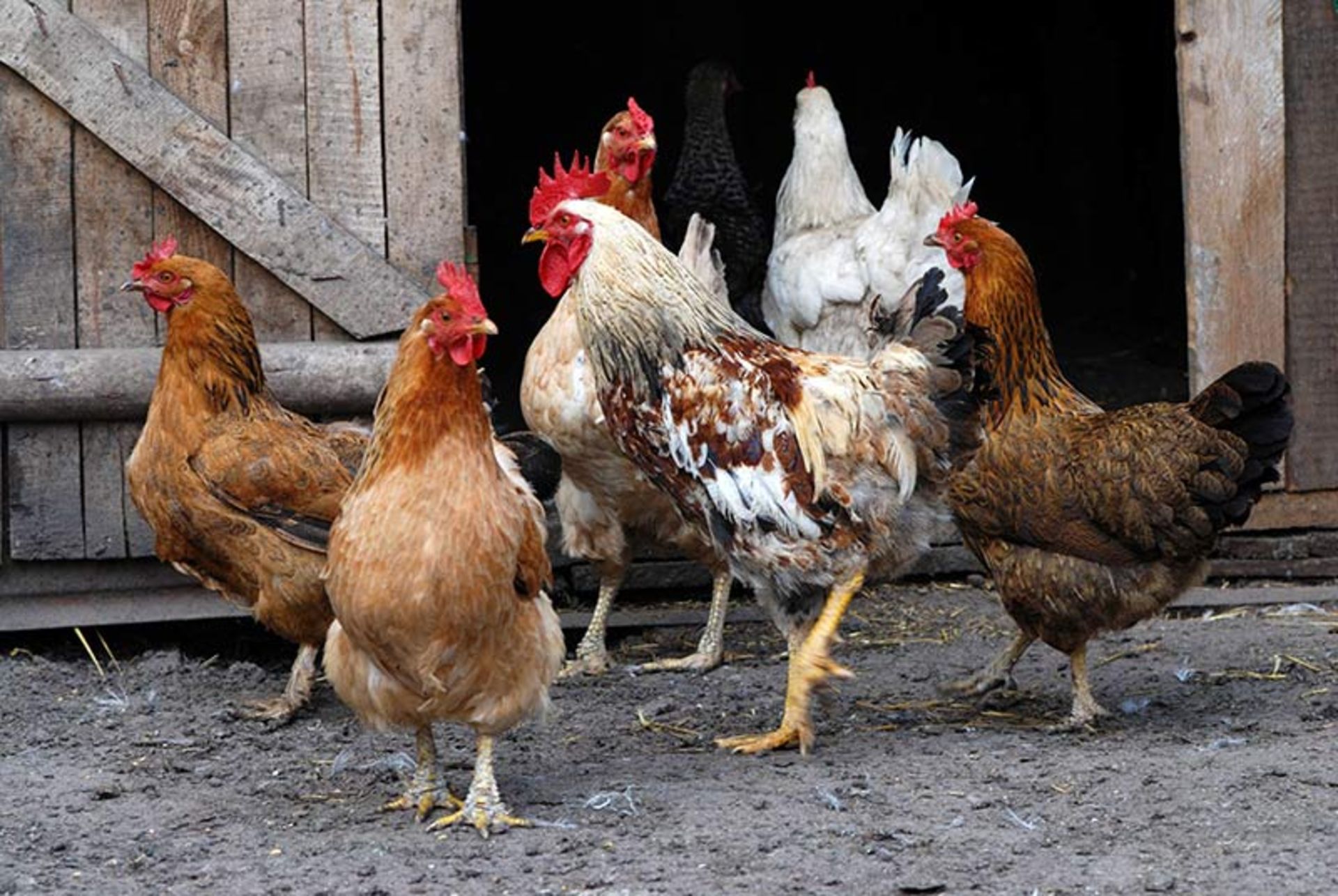 انفولانزای پرندگان