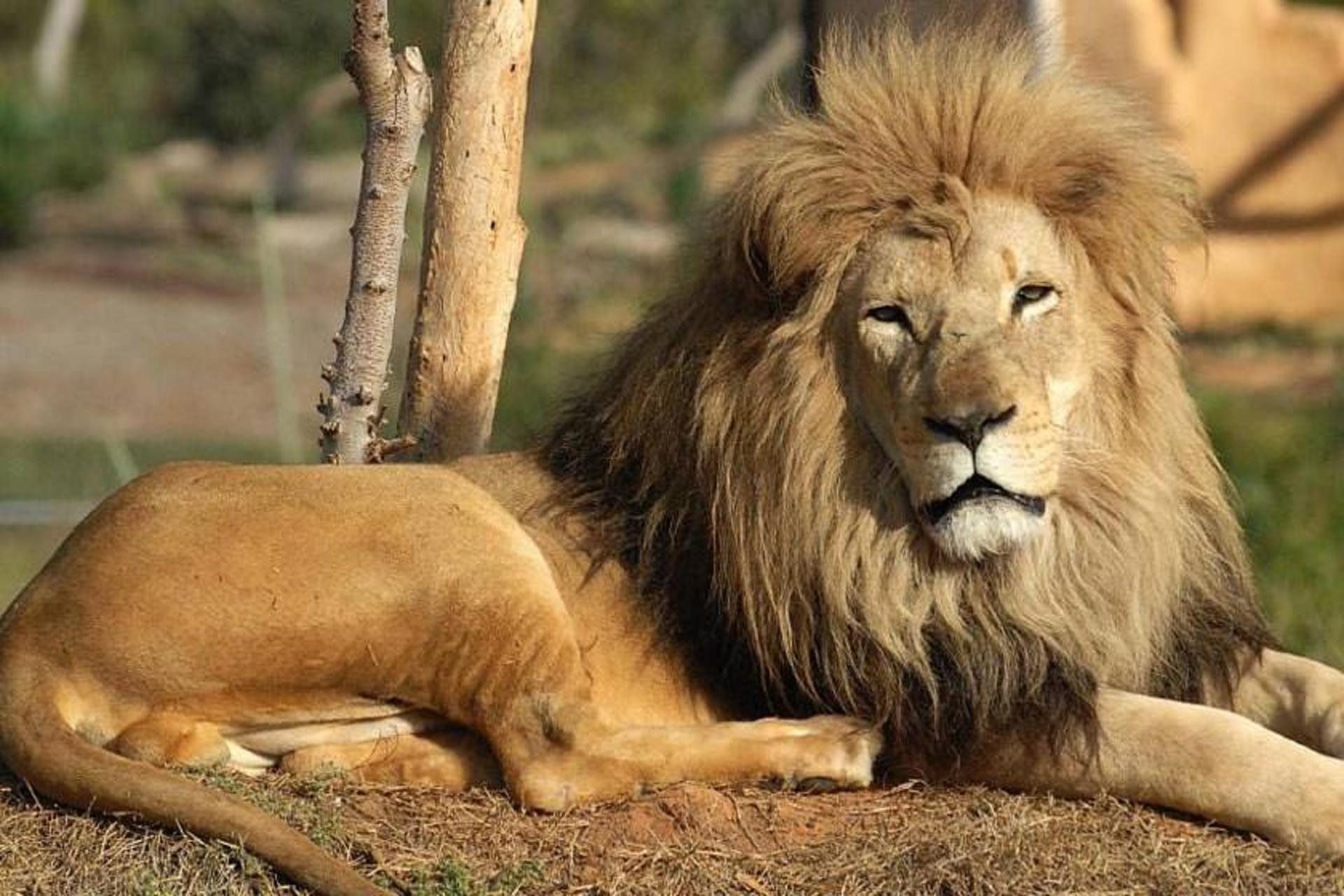 باغ وحش وربی